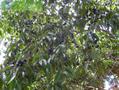 False jaboticaba